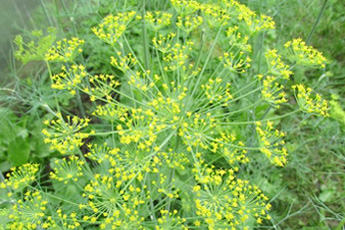 Укроп огородный, или пахучий - aptechka.org