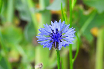 Василек синий - aptechka.org