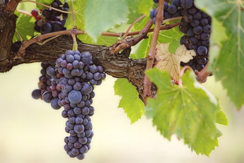 Виноград культурный - aptechka.org