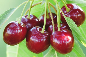 Вишня обыкновенная - aptechka.org