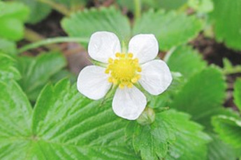 Земляника лесная - aptechka.org