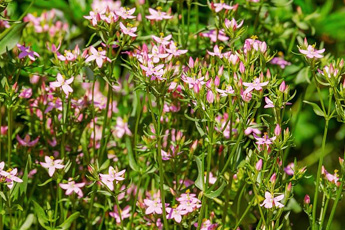 Золототысячник зонтичный - aptechka.org