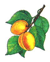Абрикос обыкновенный - aptechka.org