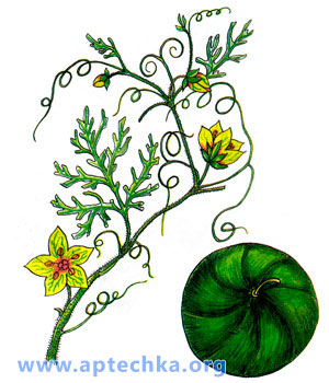 Арбуз обыкновенный - aptechka.org