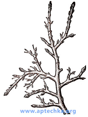 Арония черноплодная, или рябина черноплодная