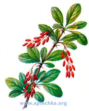 Барбарис обыкновенный - aptechka.org