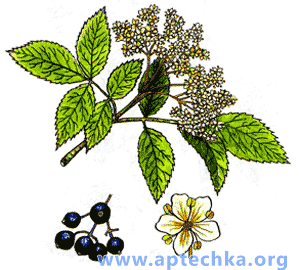 Бузина черная - aptechka.org