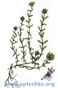Чабрец, тимьян ползучий, или богородская трава - aptechka.org