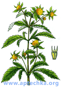 Череда трехраздельная - aptechka.org