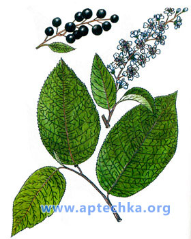 Черемуха обыкновенная - aptechka.org