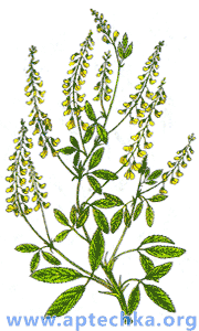 Донник лекарственный - aptechka.org
