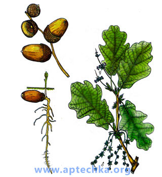 Дуб обыкновенный - aptechka.org