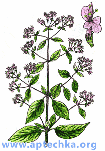 Душица обыкновенная - aptechka.org