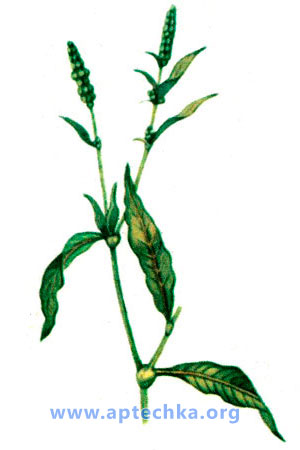 Горец почечуйный - aptechka.org