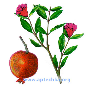 Гранат обыкновенный - aptechka.org