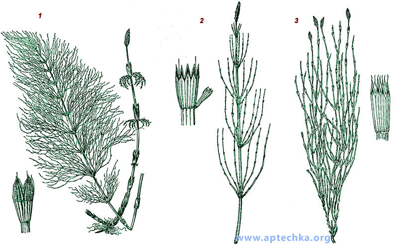 Хвощ лесной, болотный и мутовчатый - aptechka.org
