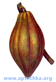 Плод шоколадного дерева - aptechka.org