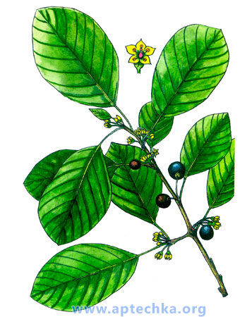 Крушина ломкая или ольховидная - aptechka.org