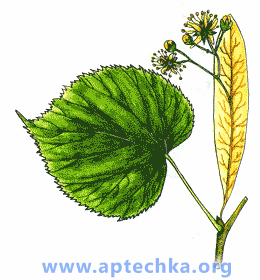 Липа сердцевидная, или мелколистная - aptechka.org