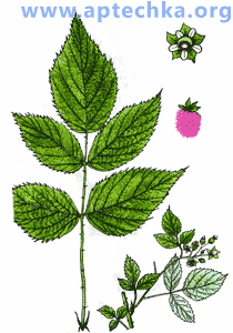 Малина обыкновенная