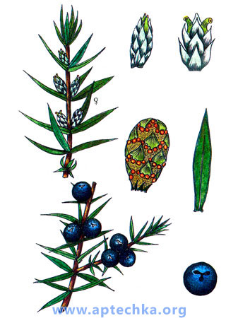 Можжевельник обыкновенный - aptechka.org