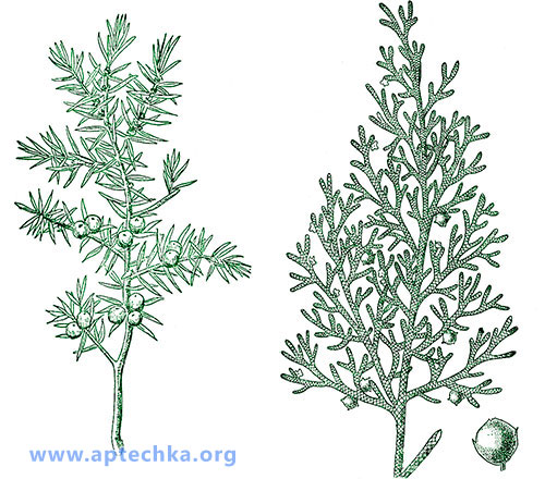 Можжевельник обыкновенный и казацкий - aptechka.org