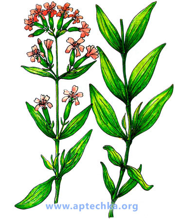 Мыльнянка лекарственная - aptechka.org