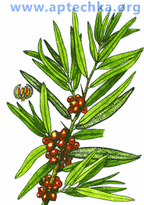 Облепиха крушиновидная - aptechka.org