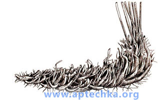 Корневище мужского папоротника - aptechka.org