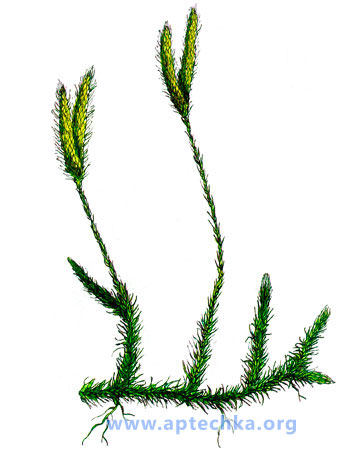 Плаун булавовидный - aptechka.org