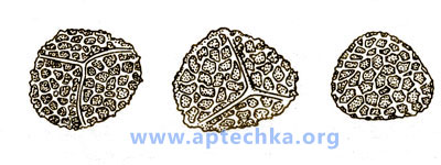 Ликоподий плауна - aptechka.org