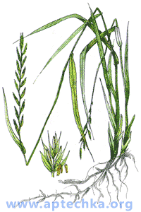 Пырей ползучий - aptechka.org