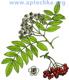 Рябина обыкновенная - aptechka.org