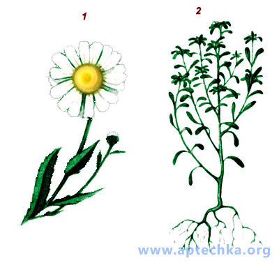 Примеси к ромашке аптечной - aptechka.org