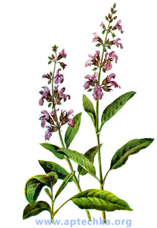 Шалфей лекарственный - aptechka.org
