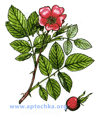Шиповник коричный - aptechka.org