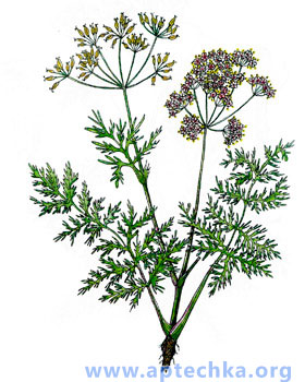 Тмин обыкновенный - aptechka.org