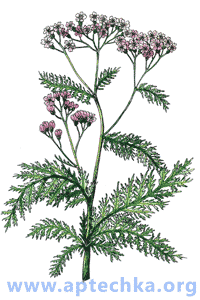 Тысячелистник обыкновенный - aptechka.org