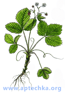 Земляника лесная - aptechka.org