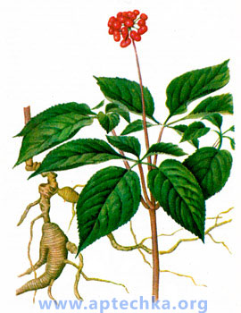 Женьшень - aptechka.org