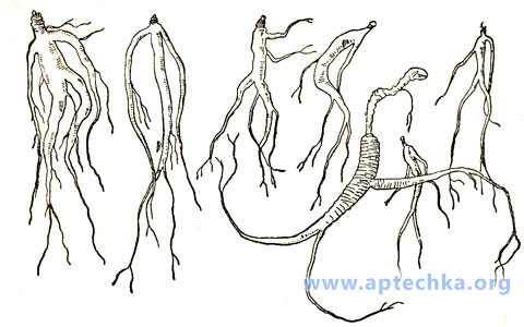 Корни женьшеня разного возраста