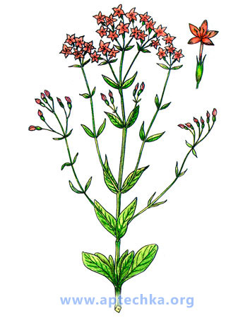 Золототысячник зонтичный - aptechka.org