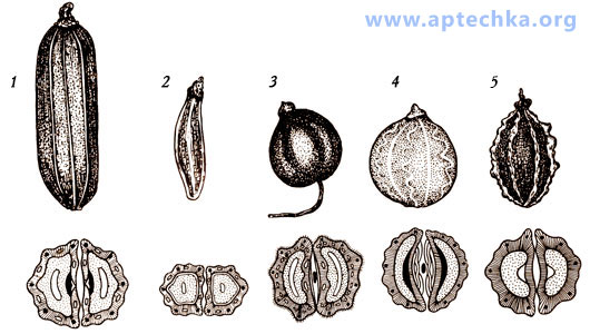 Плоды зонтичных