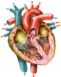 Физические упражнения и сердце